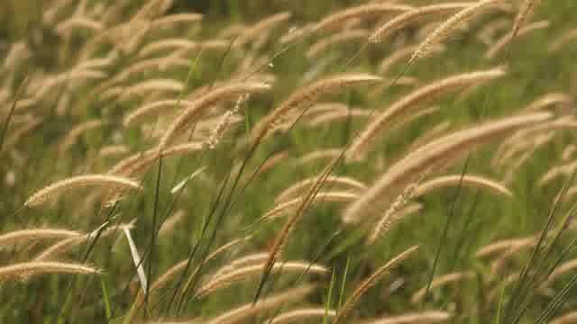 Reeds Grass Wind Golden Sunshine
