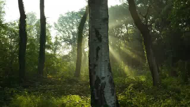 Trees Forest Sunrise