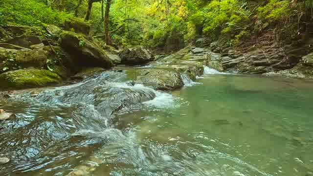 River Stream Waterfall Trees Forest